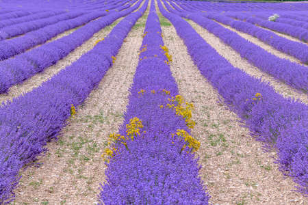 Lavender fields in bloom in Provence. Pays de Sault (Vaucluse)の写真素材
