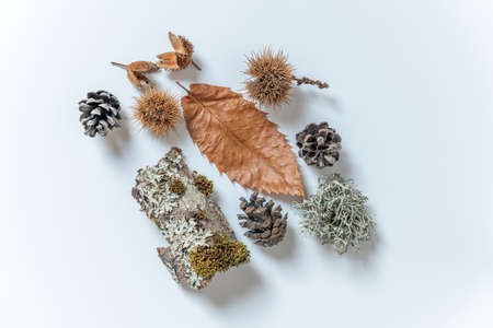 Fruits and seeds of the forest in autumn. Chestnut, lichen, beech, pine.の写真素材