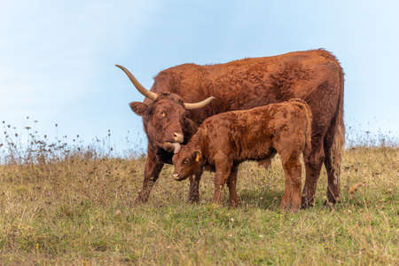 Salers cow taking care of her calf. Vosges, France, Europe.