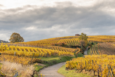 Vineyard with yellow leaves in autumn. Alsace, France, Europe.の写真素材