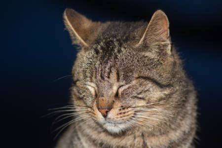 Brown and gray tabby cat. Cats in the port of Essaouira in Morocco.の写真素材