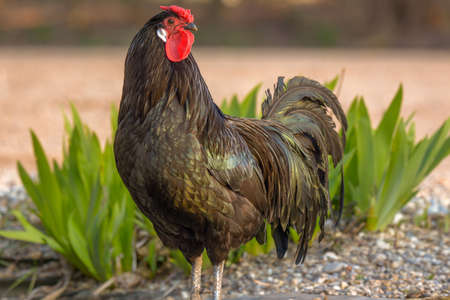 Alsatian hen rooster on a farm in Alsace. France, Europe.の写真素材
