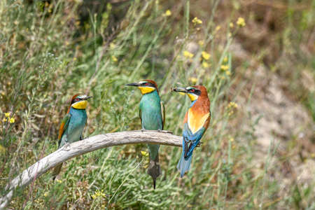European bee-eaters in courtship display in spring. Europe, germany,の写真素材