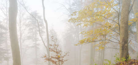 Autumn morning mist in a mountain forest. Panorama, panoramic, banner. Alsace, Vosges, France, Europe.の写真素材