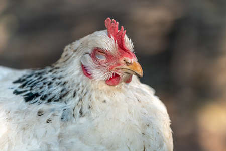 Portrait of a white hen in a chicken coop. France.