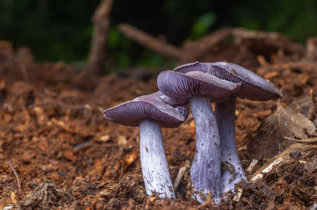 Wood Blewit (Lepista nuda) edible blue mushroom in a forest.の写真素材