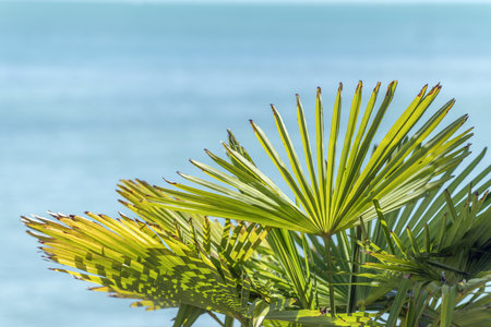 Palm leaf at water's edge on turquoise blue background. Mainau island, lake constance, Konstanz.の写真素材