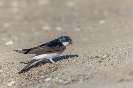 House martin (Delichon urbicum) on the ground to recover mud with which it builds its nest. Alsace, France.の写真素材