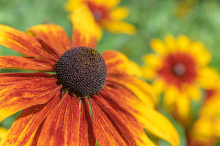 Flowers Rudbeckia, Rudbeckia in garden in spring. Alsace, France.