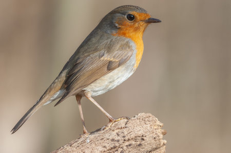 European Robin (Erithacus rubecula) perched on a branch in the forest. Alsace, France.