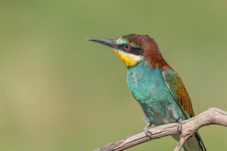 European Bee-eater (Merops apiaster) perched on branch. Bickensohl, Kaiserstuhl, Germany.の写真素材