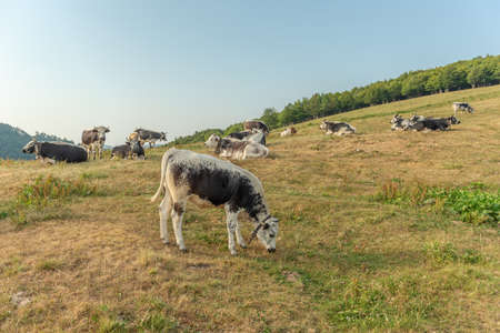 Cow in a mountain pasture in the summer. Vosges, Alsace, France.の写真素材