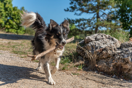Border collie dog gently bringing back a stick. France.の写真素材