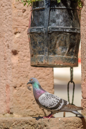 Rock Dove (Columba livia) in a tourist town in the summer. Alsace, France.の写真素材