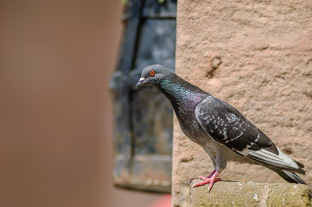 Rock Dove (Columba livia) in a tourist town in the summer. Alsace, France.の写真素材
