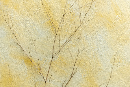 Plant silhouette in front of a yellow painted wall. France.の写真素材