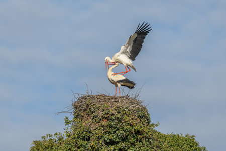 White stork couple (Ciconia ciconia) mating on their nest in a village. Muttersholtz, Alsace, France.の写真素材