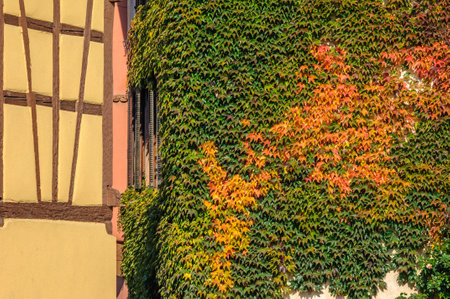 Half-timbered house covered with Virginia creeper. Alsatian France.の写真素材