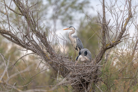 Gray heron (Ardea cinerea) on the nest in a nesting colony. Saintes Maries de la Mer, Camargue Regional Natural Park, Arles, Bouches du Rhone, Provence Alpes Cote d'Azur, France.の写真素材