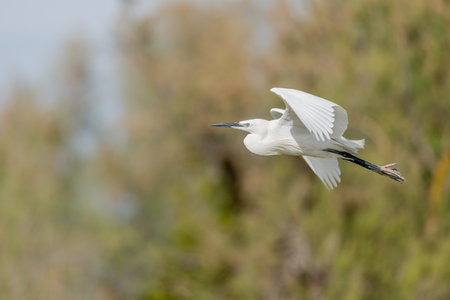 Little Egret (Egretta garzetta) flying over a nesting colony in spring. Saintes Maries de la Mer, Camargue Regional Natural Park, Arles, Bouches du Rhone, Provence Alpes Cote d'Azur, France.の写真素材