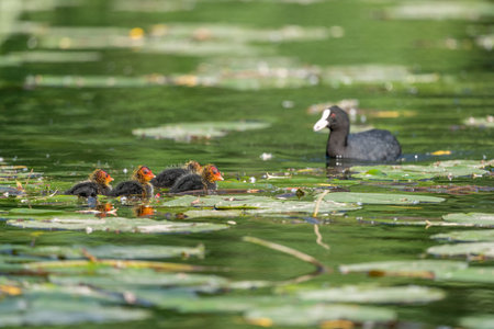 Eurasian coot (Fulica atra) bringing food to her chicks on a river. Bas-Rhin, European Collectivity of Alsace, Grand Est, France.の写真素材