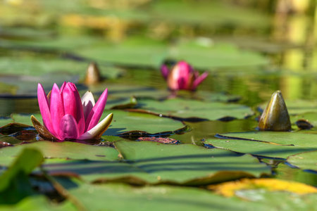 Pink water lily star flower in an artificial pond. Jardin des deux rives, Strasbourg, Collectivite europeenne d'Alsace, Grand Est, France, Europe.の写真素材