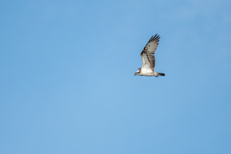 Osprey (Pandion haliaetus) flying over a marsh. Bas-Rhin, European Community of Alsace, Grand Est, France.の写真素材