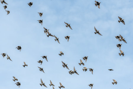 Common starlings (Sturnus vulgaris) flying together, in perfect symbiosis to protect themselves against predators. Bas-Rhin, European Community of Alsace, Grand Est, France.の写真素材