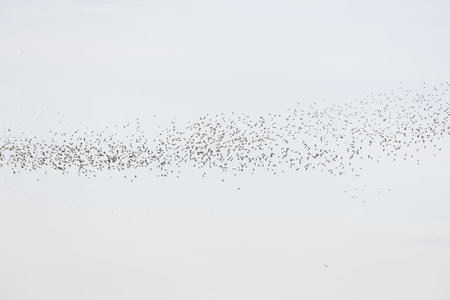 Common starlings (Sturnus vulgaris) flying together, in perfect symbiosis to protect themselves...