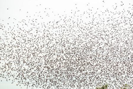 Common starlings (Sturnus vulgaris) flying together, in perfect symbiosis to protect themselves against predators. Bas-Rhin, European Community of Alsace, Grand Est, France.の写真素材