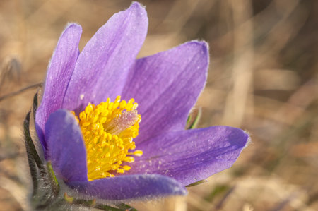 Common Pulsatilla (Pulsatilla vulgaris) in flower in spring. Bas-Rhin, European Community of Alsace,...
