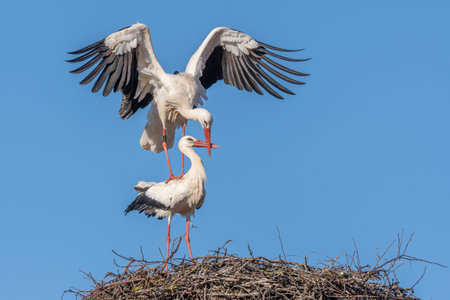 Mating white storks in courtship display (ciconia ciconia) on their nest in spring. Bas Rhin,...