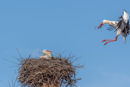 Couple of white storks in courtship display (ciconia ciconia) building their nest in spring. Bas...