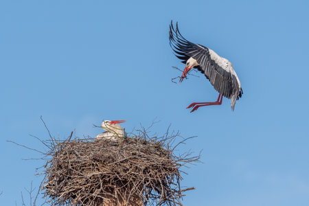 Couple of white storks in courtship display (ciconia ciconia) building their nest in spring. Bas...