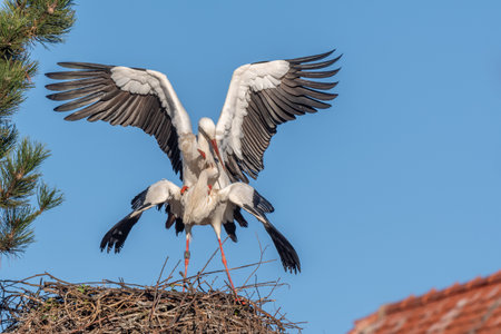 Mating white storks in courtship display (ciconia ciconia) on their nest in spring. Bas Rhin,...