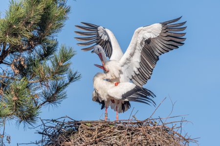 Mating white storks in courtship display (ciconia ciconia) on their nest in spring. Bas Rhin,...