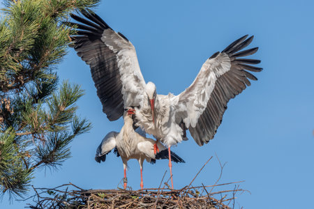 Mating white storks in courtship display (ciconia ciconia) on their nest in spring. Bas Rhin,...