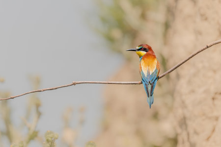 European bee-eater (Merops apiaster) on a branch. Kaiserstuhl, Emmendingen, Freiburg im Breisgau,...