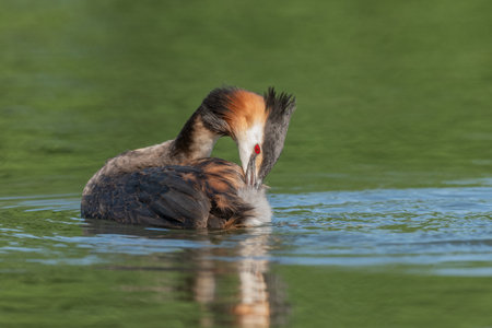 Great Crested Grebe (Podiceps cristatus) on a river. Bas-Rhin, European Community of Alsace, Grand...