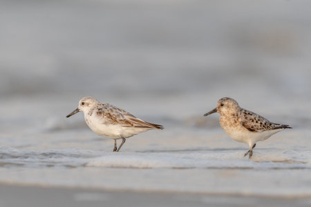 Sanderling (Calidris alba) feeding on a beach. Camaret sur mer, Crozon, Finistere, Brittany, France, Europe.の写真素材