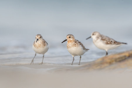 Sanderling (Calidris alba) feeding on a beach. Camaret sur mer, Crozon, Finistere, Brittany, France, Europe.の写真素材