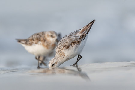 Sanderling (Calidris alba) feeding on a beach. Camaret sur mer, Crozon, Finistere, Brittany, France, Europe.の写真素材