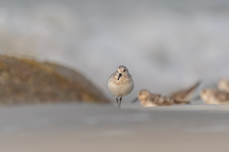 Sanderling (Calidris alba) feeding on a beach. Camaret sur mer, Crozon, Finistere, Brittany, France, Europe.の写真素材