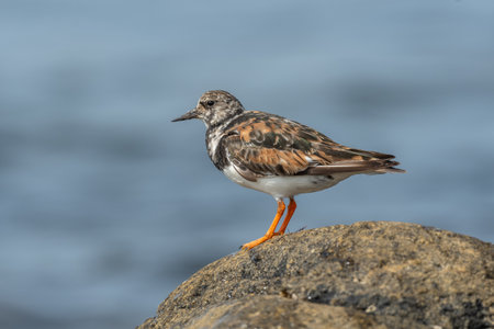 Ruddy Turnstone (Arenaria interpres) searching for food on an Atlantic coast shore. Ouessant, Finistere, Brittany, France, Europeの写真素材
