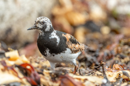 Ruddy Turnstone (Arenaria interpres) searching for food on an Atlantic coast shore. Ouessant, Finistere, Brittany, France, Europeの写真素材