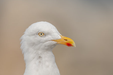 Portrait of a herring gull (Larus argentatus) in the cliffs of the Atlantic Ocean. Camaret, Crozon,...