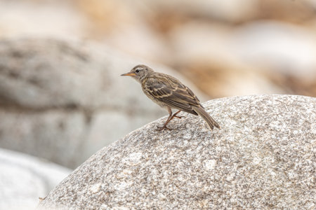European Rock Pipit (Anthus petrosus) searching for food on an Atlantic coast shore. Ouessant, Finistere, Brittany, France, Europeの写真素材