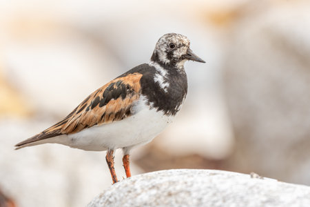Ruddy Turnstone (Arenaria interpres) searching for food on an Atlantic coast shore. Ouessant, Finistere, Brittany, France, Europeの写真素材