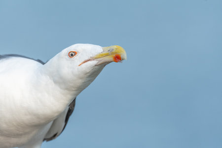 Lesser Black-backed Gull (Larus fuscus) portrait in a port on the Atlantic coast. Camaret, Crozon, Finistere, Brittany, Franceの写真素材