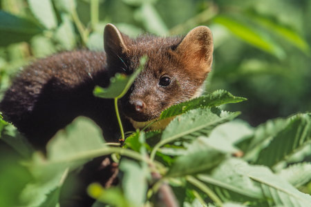 Pine marten (Martes martes) perched in a cherry tree searching for cherries in spring. Bas Rhin, Alsace, France, Europeの写真素材